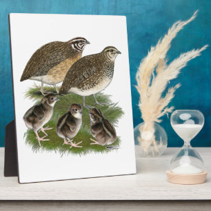 Wachtelfamilie der Gattung Coturnix Fotoplatte