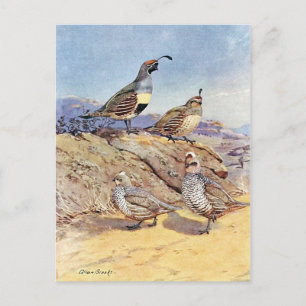 Wachteln von Allan Brooks Postkarte