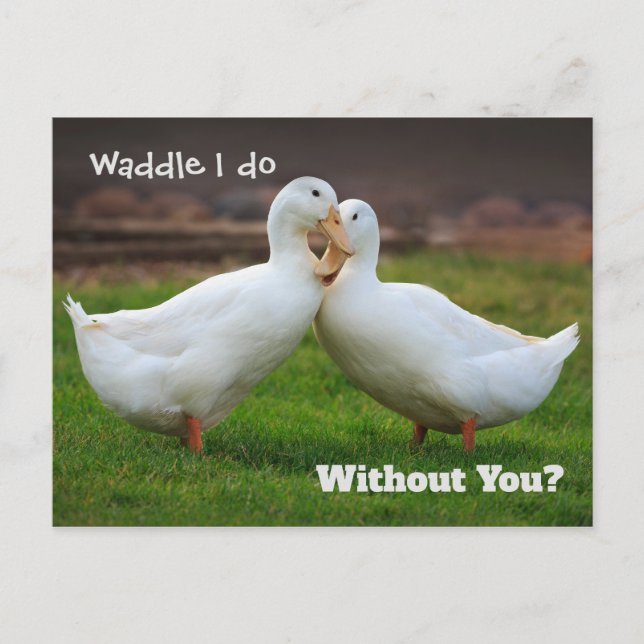 Waddle I Do Funny Ducks Postkarte (Vorderseite)