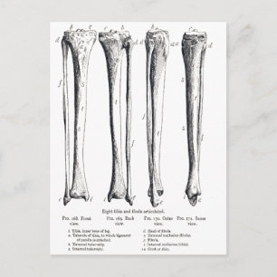Wadenbein & Schienbein Postkarte