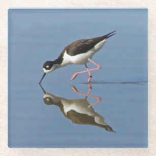 Wading Bird Calm Water Reflection Foto Nature Glasuntersetzer