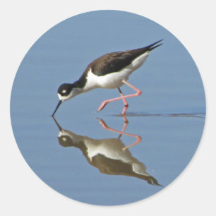 Wading Bird Calm Water Reflection Foto Nature Runder Aufkleber