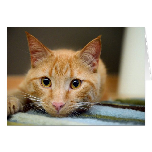 Waffles die Therapie-Katze (Vorderseite (Horizontal))