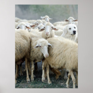Wage, anders zu sein! Sheepdog Sprichwort ... Poster