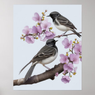 Wagtail Bird Poster