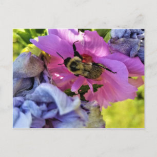 WÄHLEN SIE AUF EINEM PINKEN HIBISKUS POSTCARD POSTKARTE