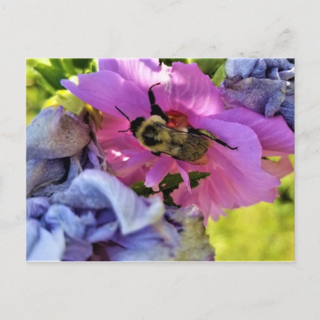 WÄHLEN SIE AUF EINEM PINKEN HIBISKUS POSTCARD POSTKARTE (Vorderseite)