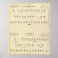 Wahnsinn, statistischer Lithograph in den USA