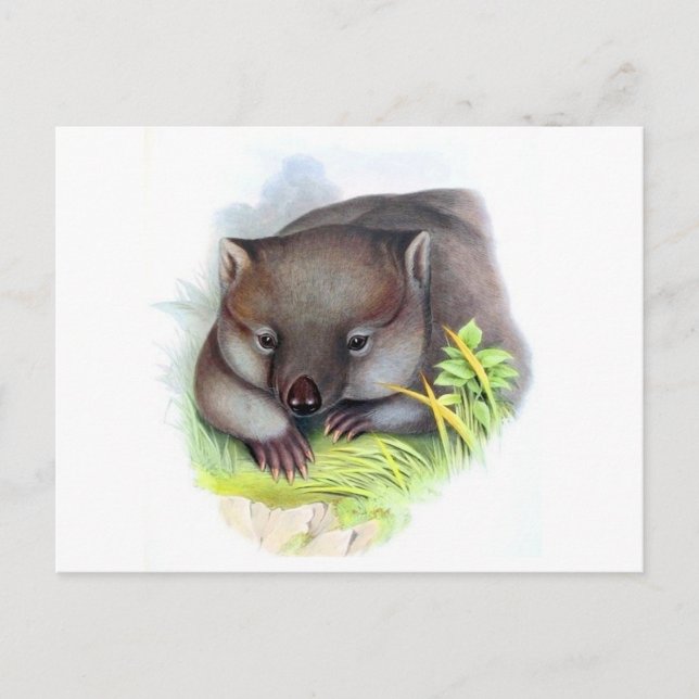 Wahnsinnig niedliche australische Wombat Vintag Postkarte (Vorderseite)