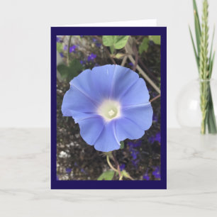 Wahre Blaue Prunkwinde Karte