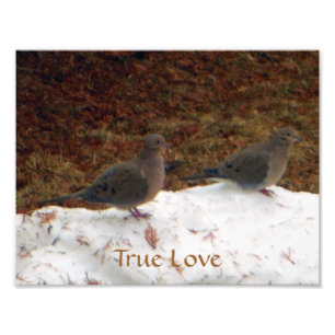 Wahre Liebe-Trauer-Tauben Fotodruck