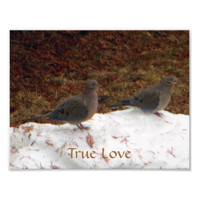Wahre Liebe Trauertauben Fotodruck (Vorne)
