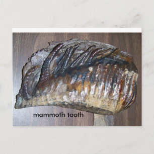 wahres Zahnfleisch, Mammutzahn Postkarte
