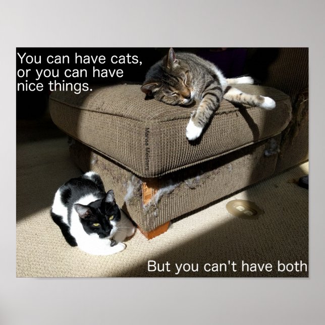 Wahrheit über Cats Meme Poster (Vorne)