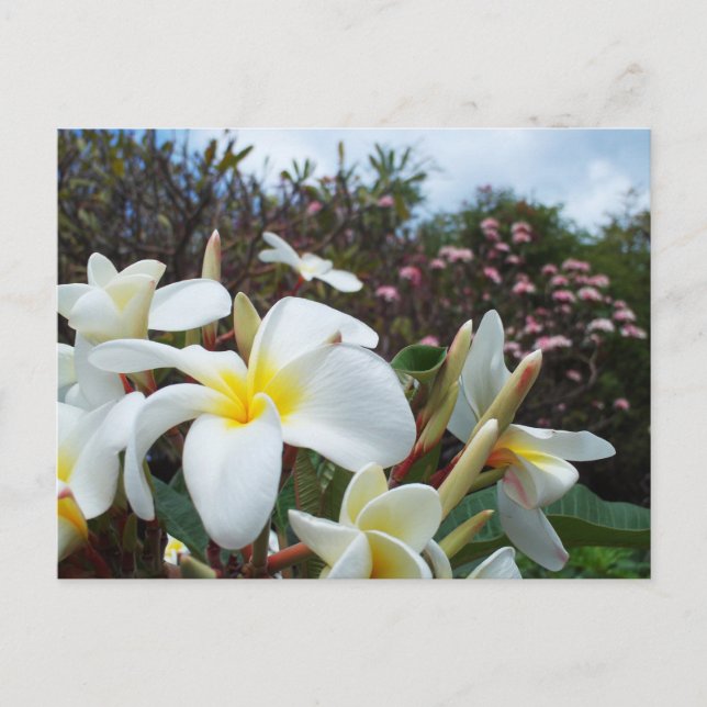 Waikoloa Plumerias Postkarte 1 (Vorderseite)