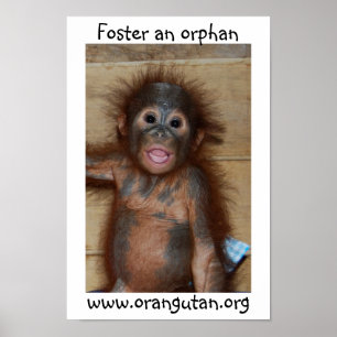 Waisenbaby-Orang-Utan Poster
