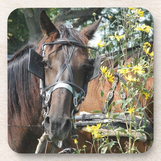 Waiting amish horse untersetzer (Vorderseite)