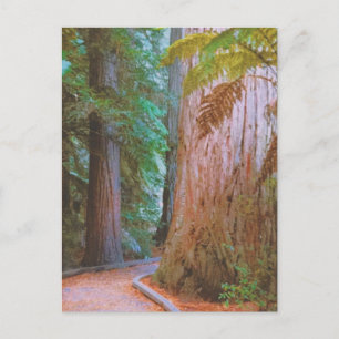 Wakawakareva Forest Postkarte