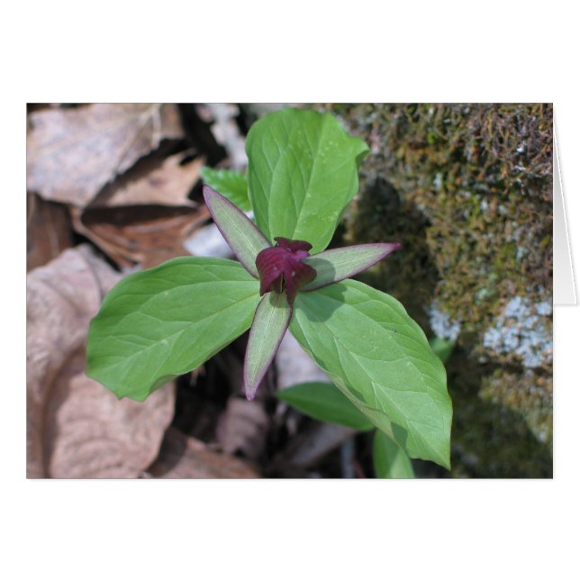 Wake Robin - Customisé2 (Devant Horizontal)