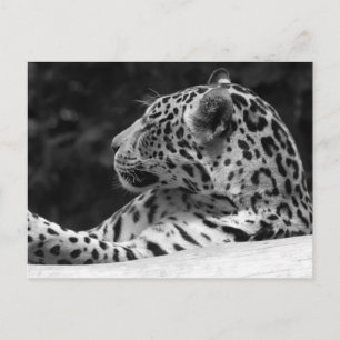 "Waking Leopard" Postkarte