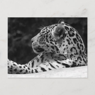 "Waking Leopard" Postkarte