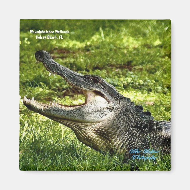Wakoahatchee Wetlands Alligator Frigo Magnet (Devant)
