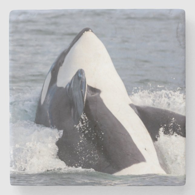 Wal-Brotaufstrich Steinuntersetzer (Vorderseite)