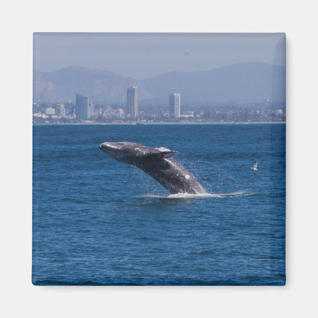 Wal einer Zeit Magnet (Vorne)