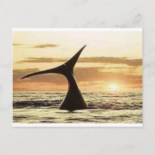 Wal Postkarte