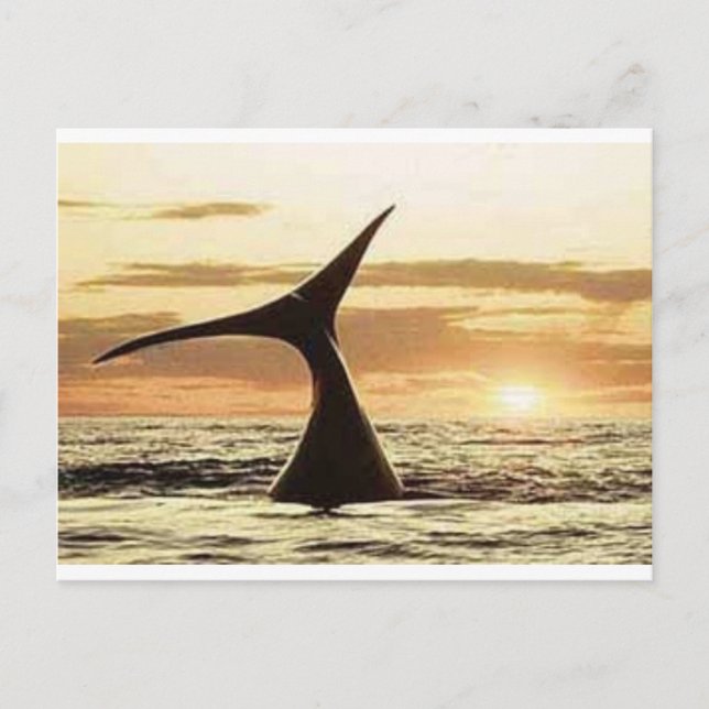 Wal Postkarte (Vorderseite)