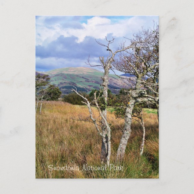 WALANSICHT POSTKARTE (Vorderseite)