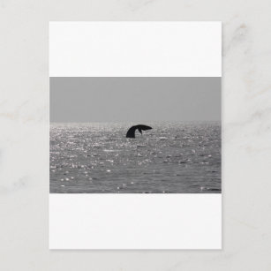 Walbeobachtung - Südlicher Rechtwal Postkarte