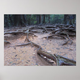 Wald auf dem Berg Kurama Poster