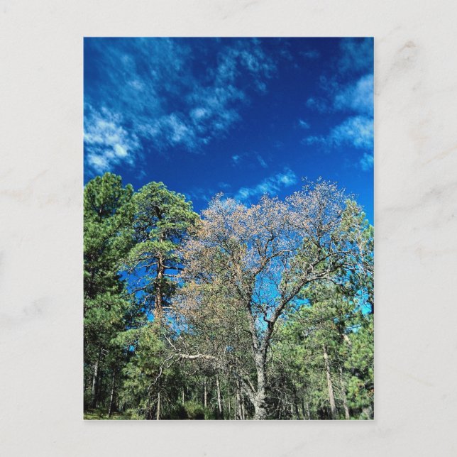 Wald auf dem Berg Laguana, Cleveland Staat Park, O Postkarte (Vorderseite)