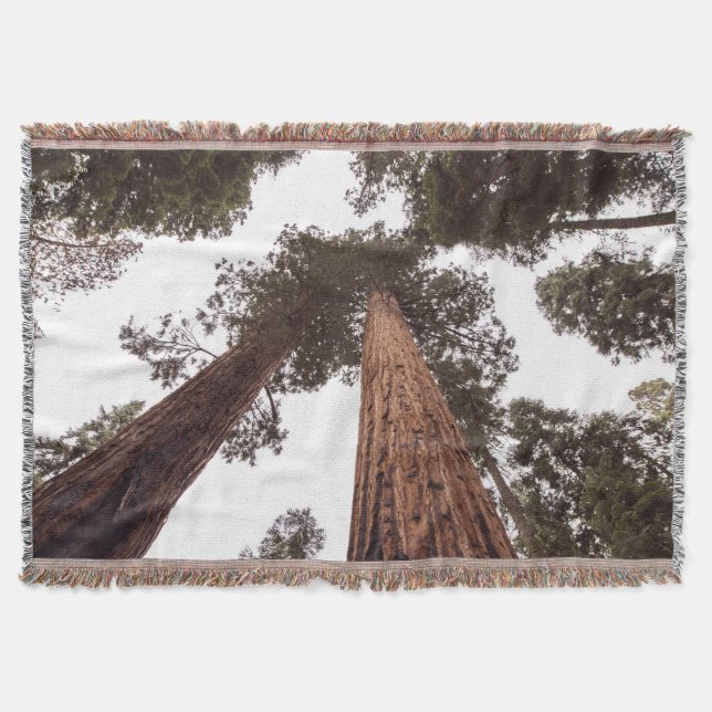 Wald, Baum Decke (Vorderseite)