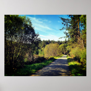 Wald Bäume entlang Spazierweg Herrliche Tag Poste Poster