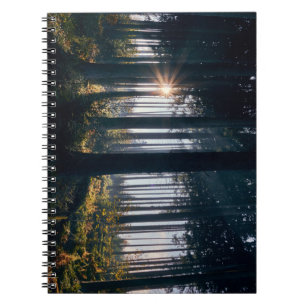 Wald, Bäume, Sonnenlicht Notizblock