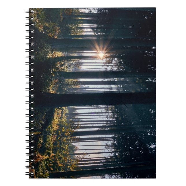 Wald, Bäume, Sonnenlicht Notizblock (Vorderseite)