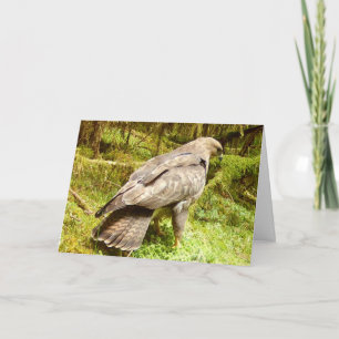 Wald Bussard Jagd Maden Natur Kunst Karte
