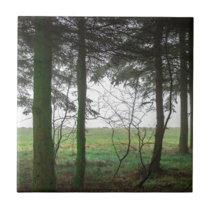 Wald, der die Räumung im Nebel übersieht Fliese