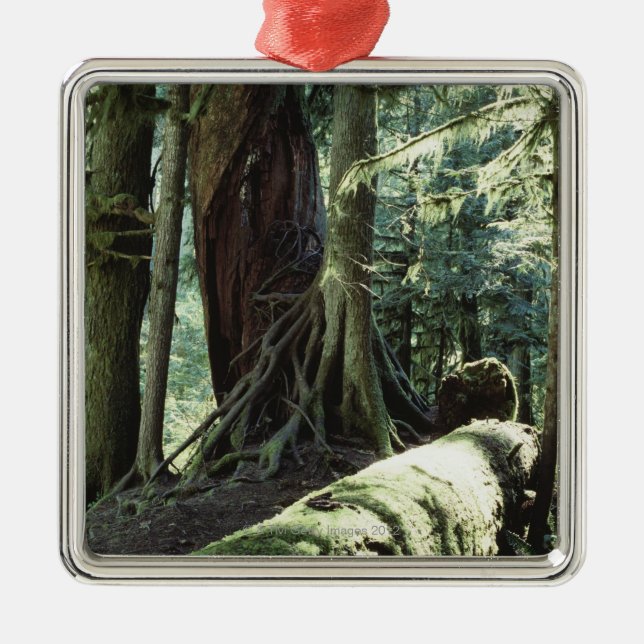 Wald der Kathedralen-Waldung im Britisch-Columbia Silbernes Ornament (Vorne)