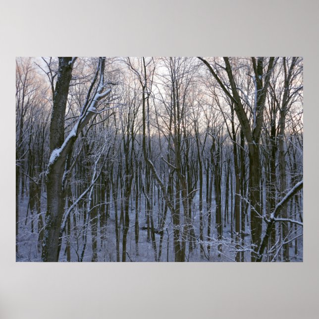 Wald der schneebedeckten Bäume Poster (Vorne)