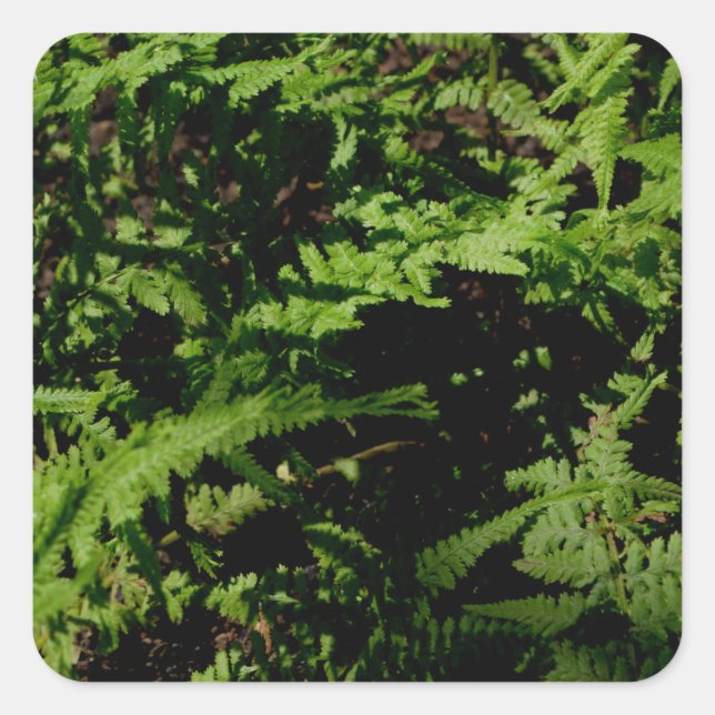 Wald-Farn Quadratischer Aufkleber (Vorderseite)