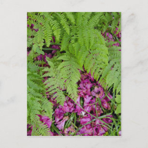 Wald Farne mit rosa Blütenblättern auf dem Boden Postkarte
