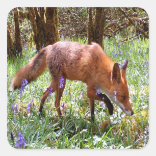 Wald Fuchs in Blauglocken – Wilde Natur Tiere Quadratischer Aufkleber
