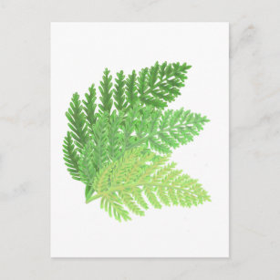 Wald-Grünfarne Postkarte