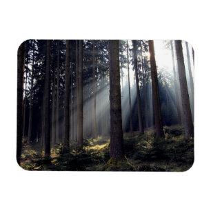 Wald im Bayern Magnet