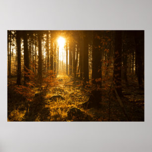 Wald im Herbst Baden-Württemberg, Deutschland Poster