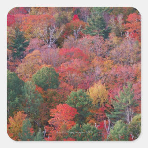 Wald im Herbst mit Herbstlaub.  Algonquin Quadratischer Aufkleber