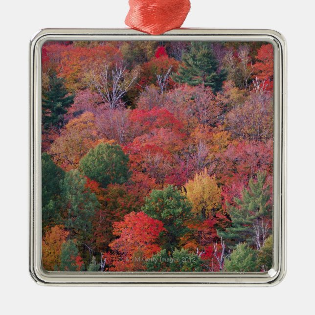 Wald im Herbst mit Herbstlaub.  Algonquin Silbernes Ornament (Vorne)